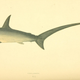 Illustration for article titled Vintage Shark Illustrations Are Jaw-Droppingly Gorgeous